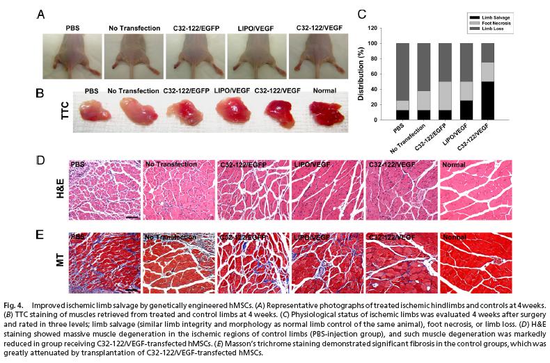 [genengstemcellsregen.jpg]