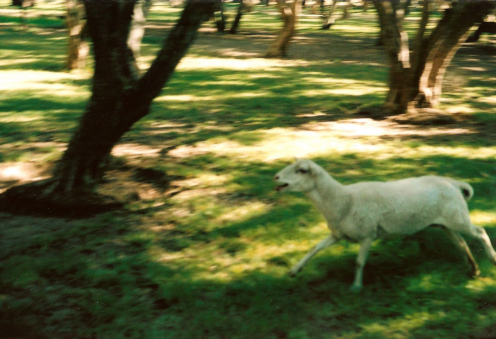 [sheep+7.jpg]