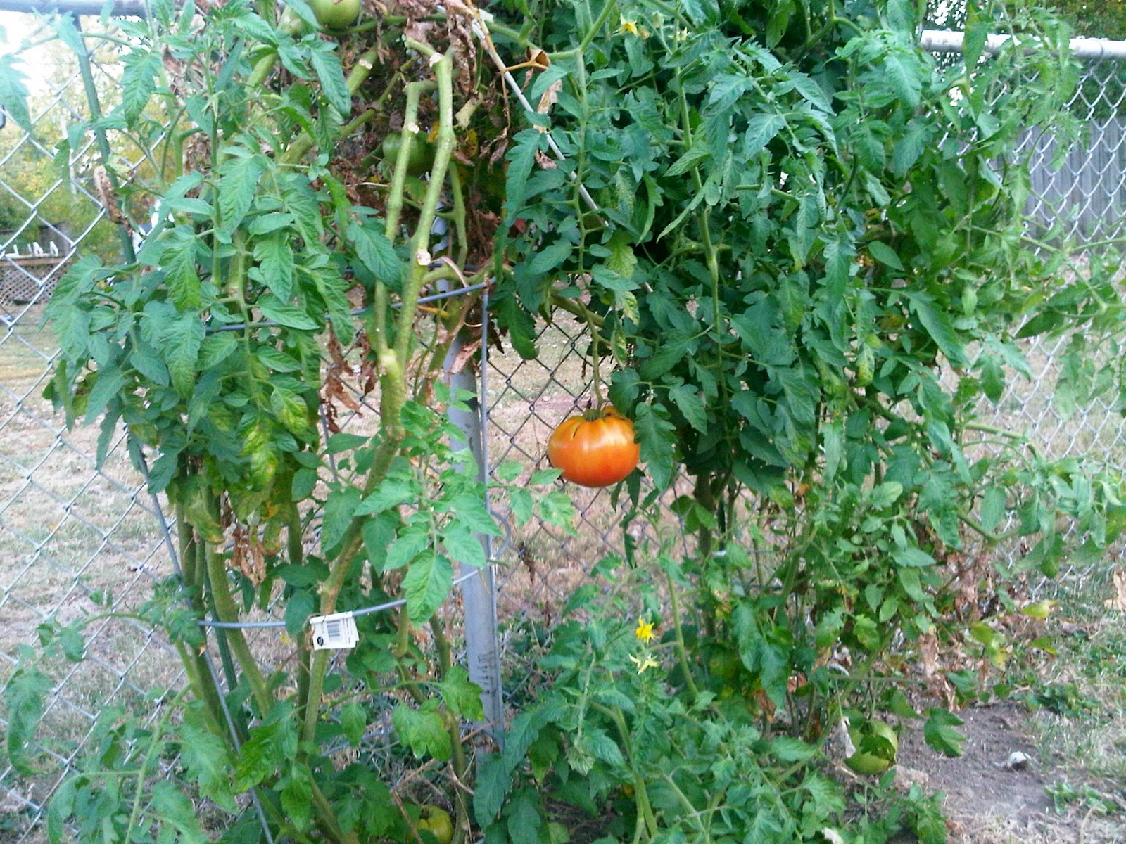Romancing The Stove Fresh Garden Salsa