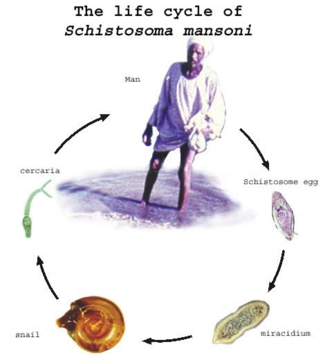 Шистосома жизненный цикл схема