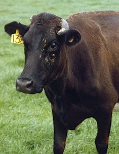 [Ingrown+cow+horn.jpg]