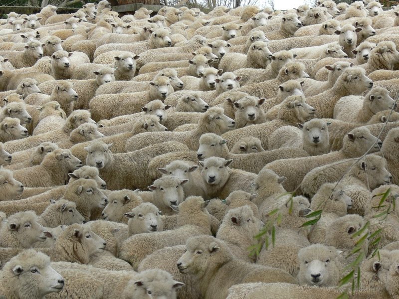 [Ewe+flock.jpg]