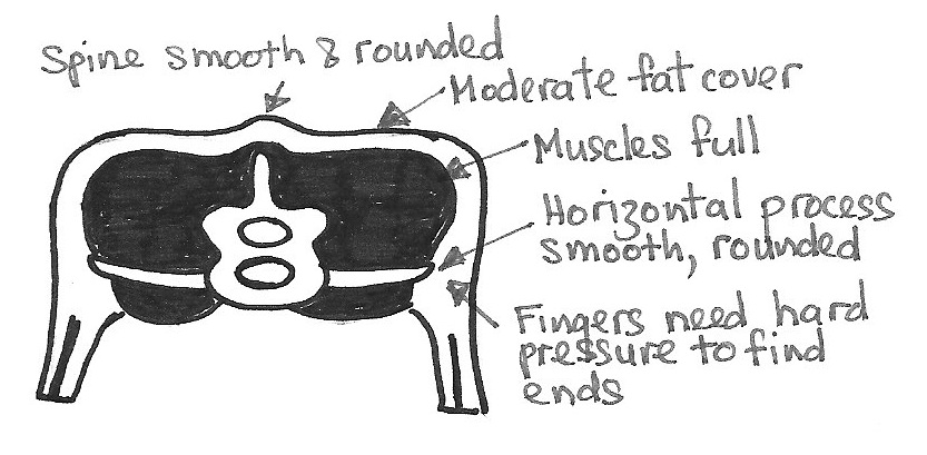 [sheepcondition3.jpg]