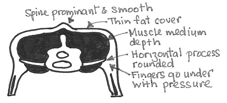 [sheepcondition2.jpg]