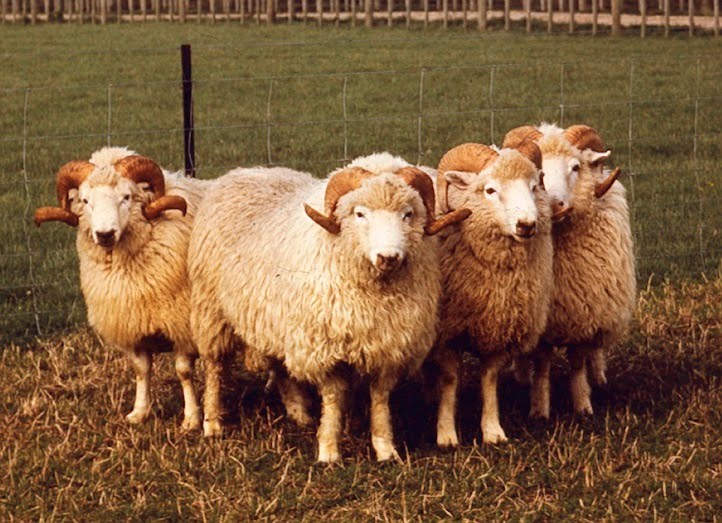 Woolshed 1 Dr Francis William (F.W.) Dry Career, Memories and Anecdotes