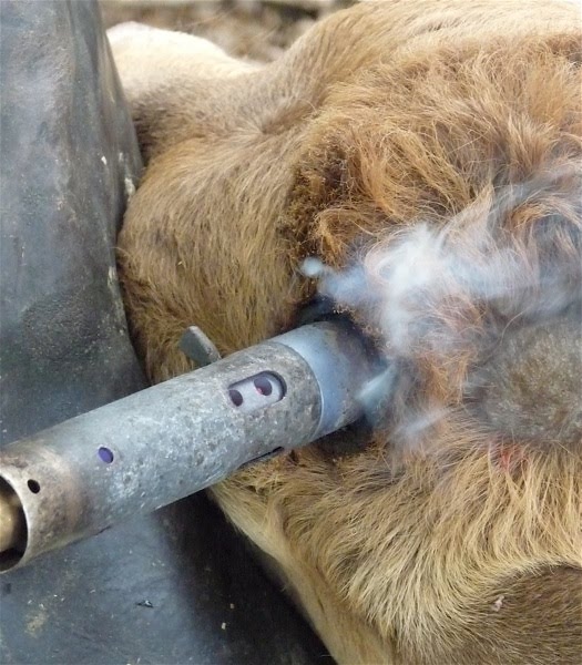 [Disbud-+hot+iron+SM.jpg]