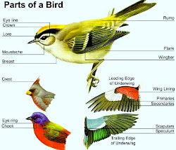 aves characteristics class birds neck shaped tail head spindle disproportionately balancing gathering usually