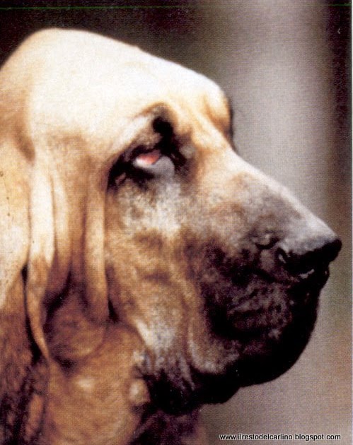 Toppa Del Ricamo Di Modo Di Principessa Illustrazione Vettoriale - Illustrazione Di Accessorio - Foto 6