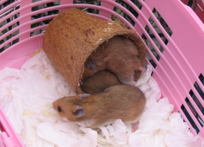 [2006nov26hamsterBabies_1[1].jpg]