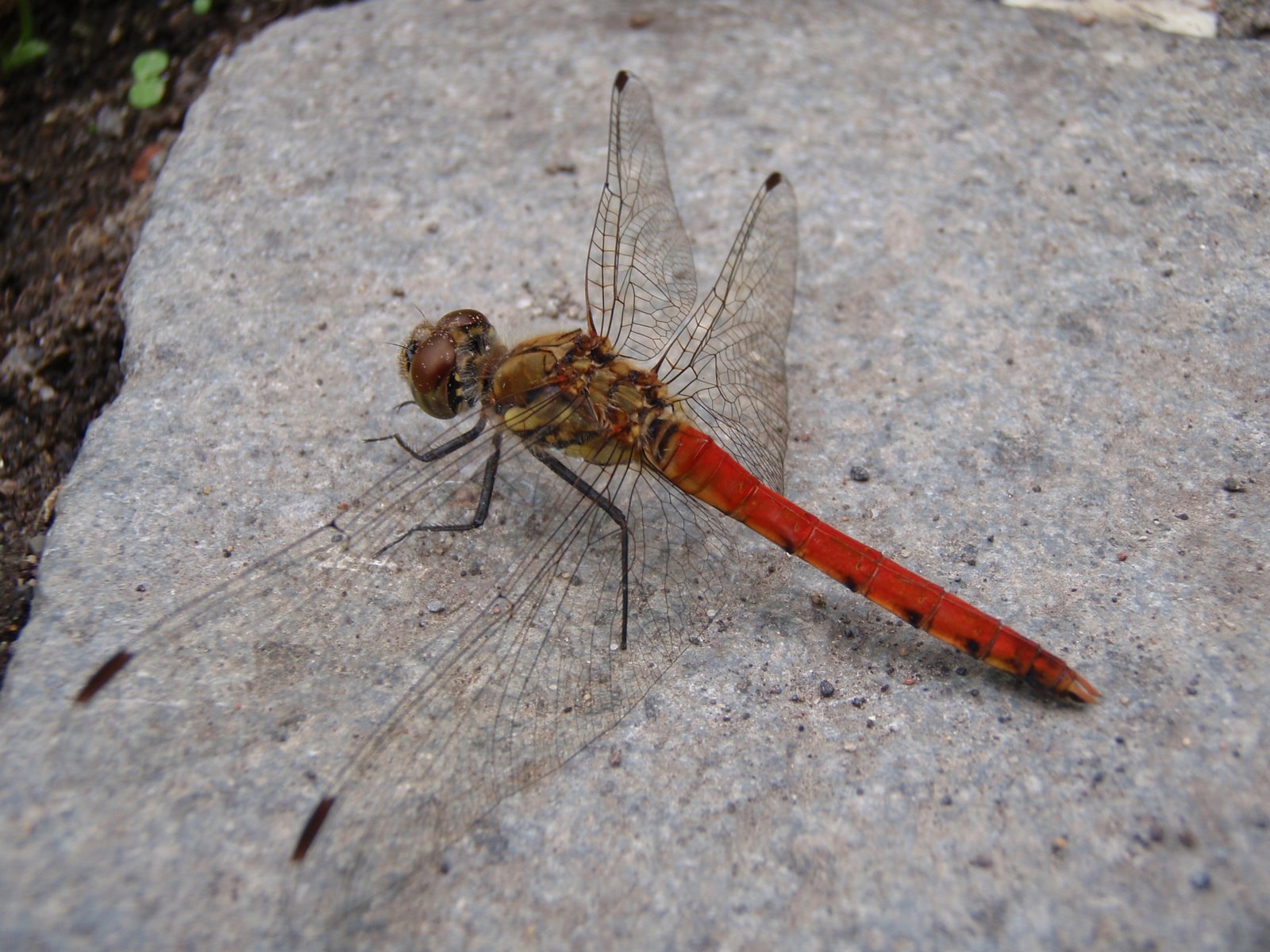 [P8160182+copia.JPG]