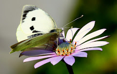 Che peteî yvoty !  (eu sou uma flor) !