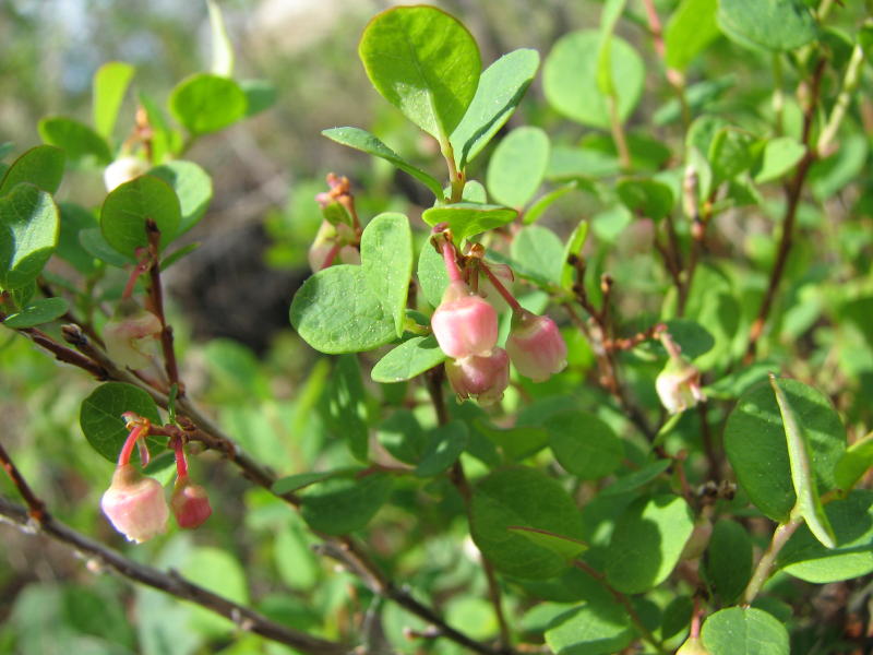 Yukon Wild Berries blueberries in bloom