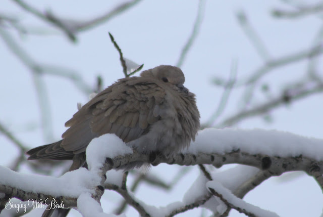 Dove dancing in snow
