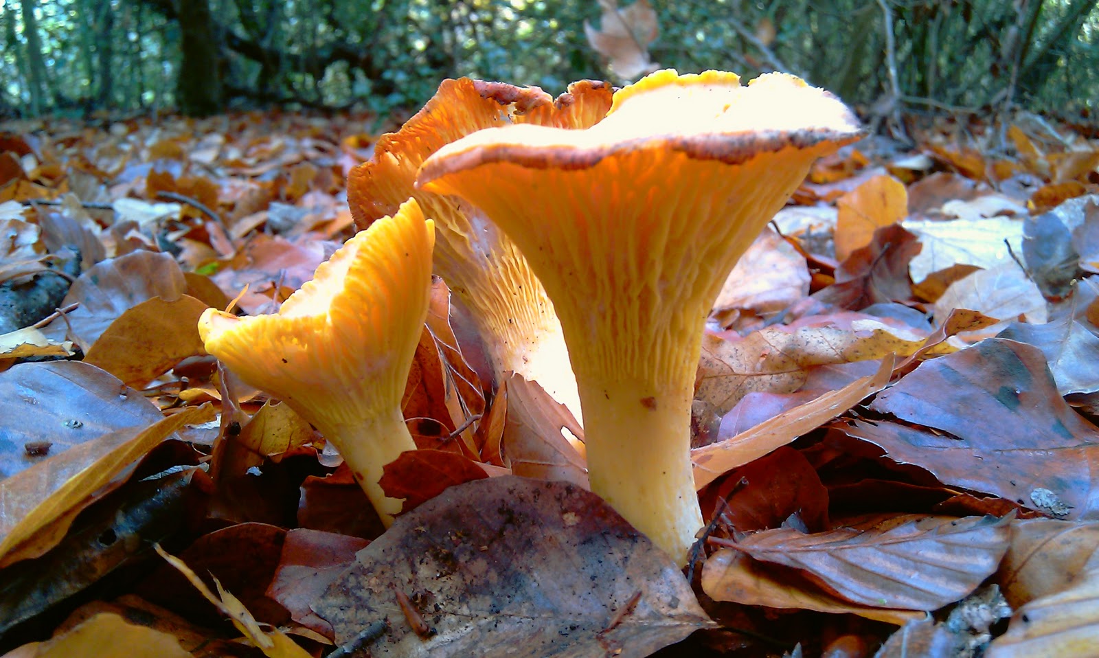 Beauty in small things Beautiful Autumn Fungi