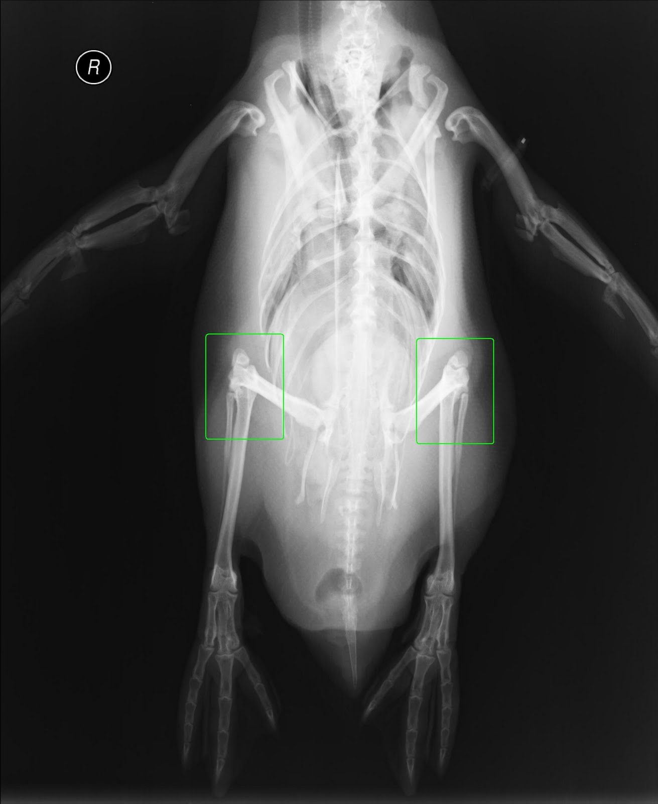 X-RAYS+KNEES.JPG