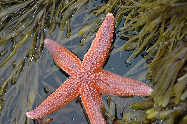 Star(fish)-crossed lovers: The weird and wonderful world of breeding sea  stars – W&M News