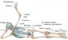 Antara tulang yang satu dan tulang yang lainnya dihubungkan oleh