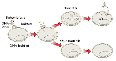 Sel Inang ISHARMANTO - BIOLOGI GONZAGA: STRUKTUR - REPRODUKSI VIRUS