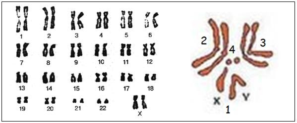 Penulisan formula kromosom pada kambing jantan yang mempunyai kromosom berjumlah 60 buah adalah
