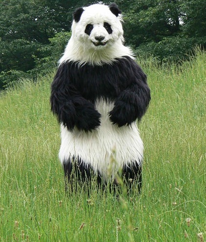 Foto Panda Lucu Gambar Imut Gambarbinatang Sobat Suka Koleksi Atas