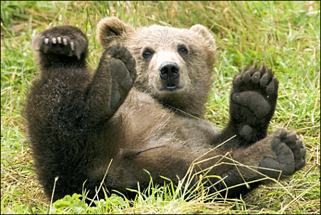 bear paws hiking boots