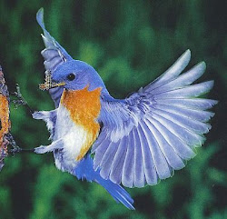 bird birds flying wings wild animals missouri species wildlife bluebird fly flight such animal feathers bluebirds eating bleu things open