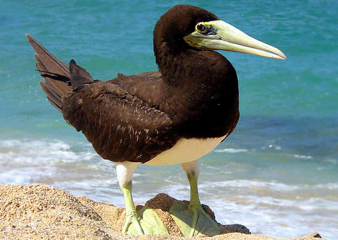 brown_booby.jpg