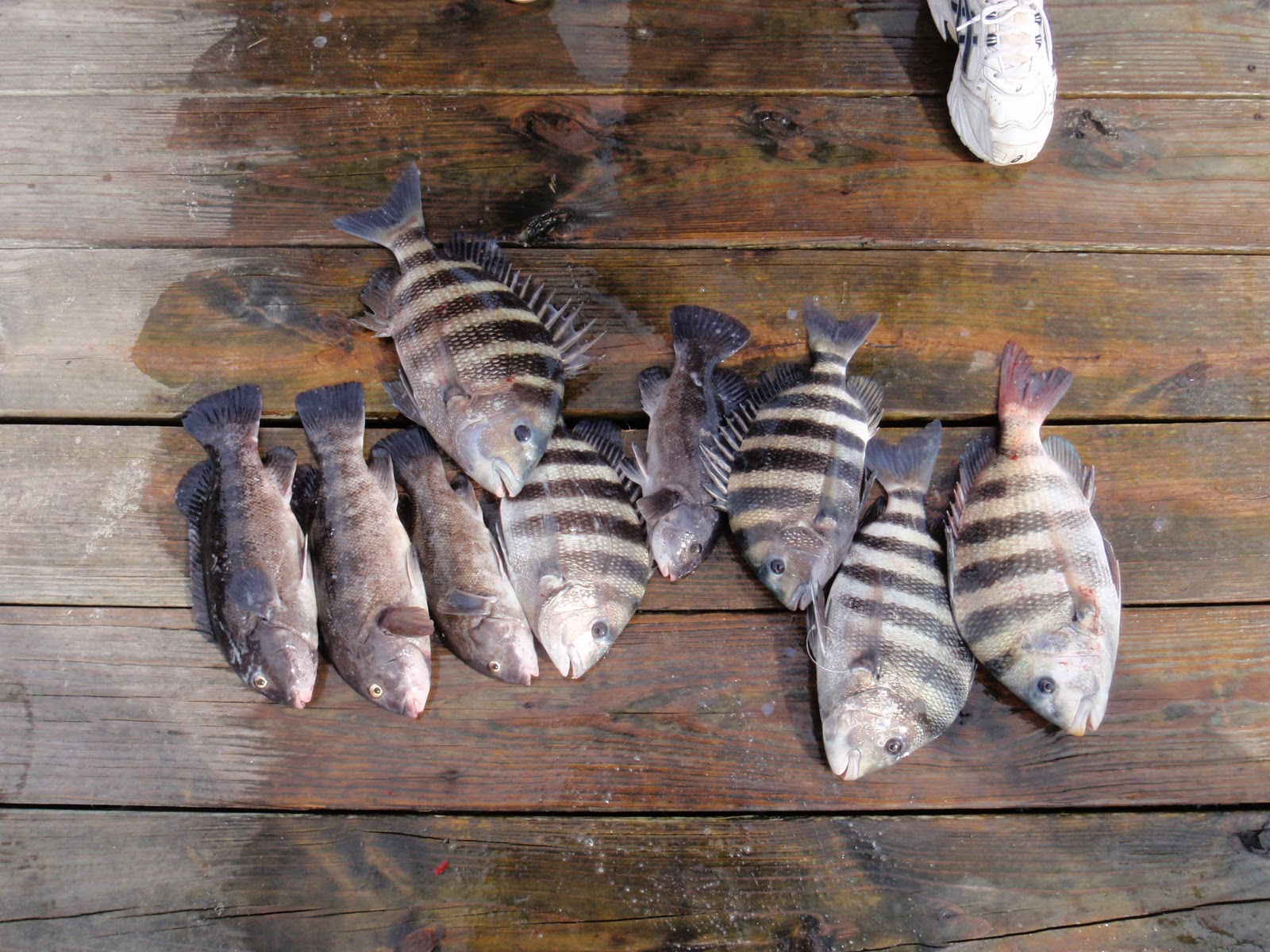 Rock Solid Fishing: October 2010