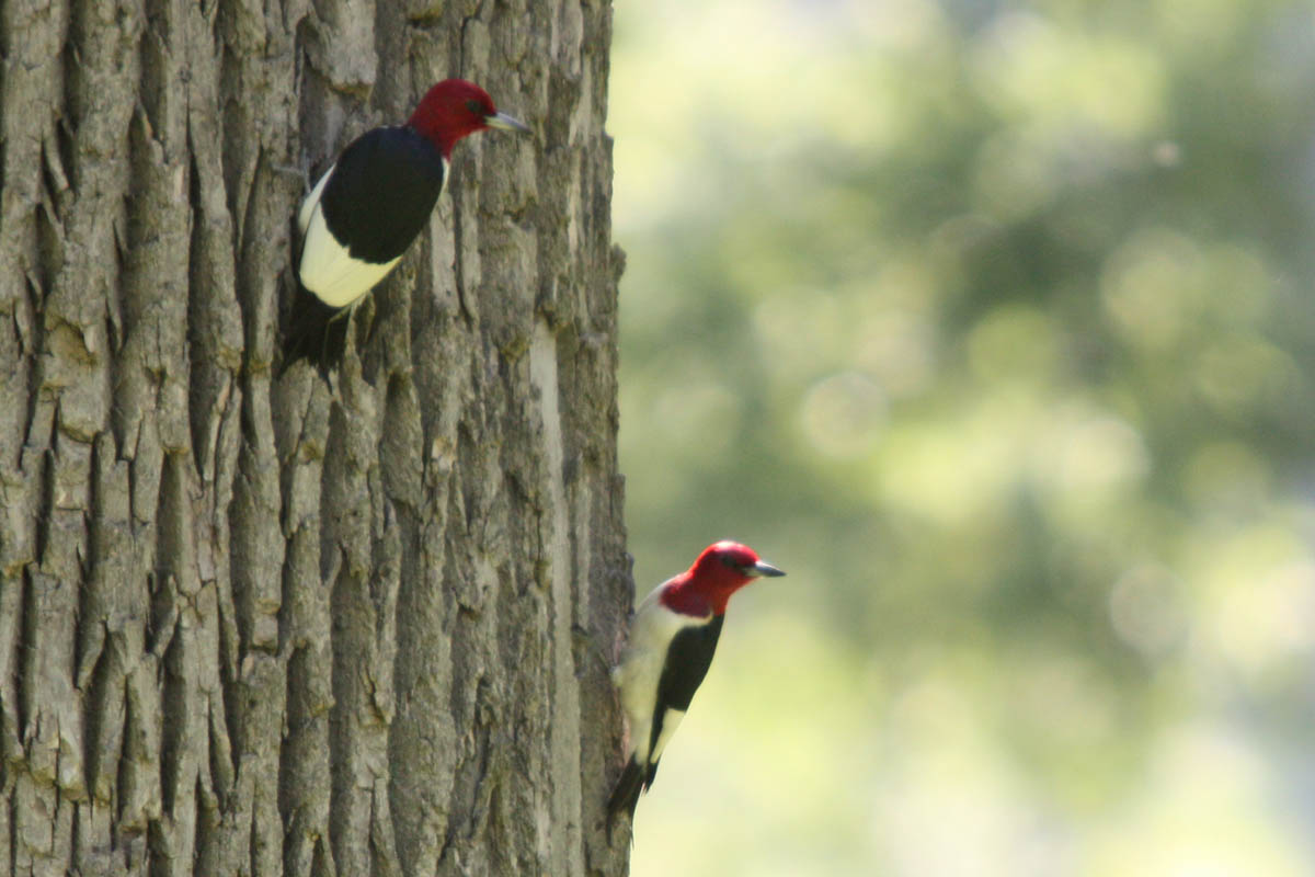 [Red-Headed+Woodpeckers+sm.jpg]