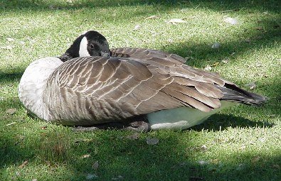 [duck.jpg]