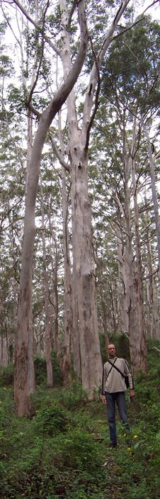 South-west karri forest