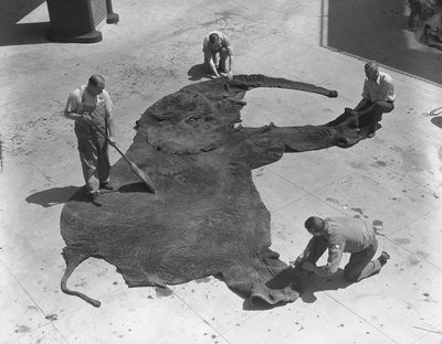 [elephant.jpg]
