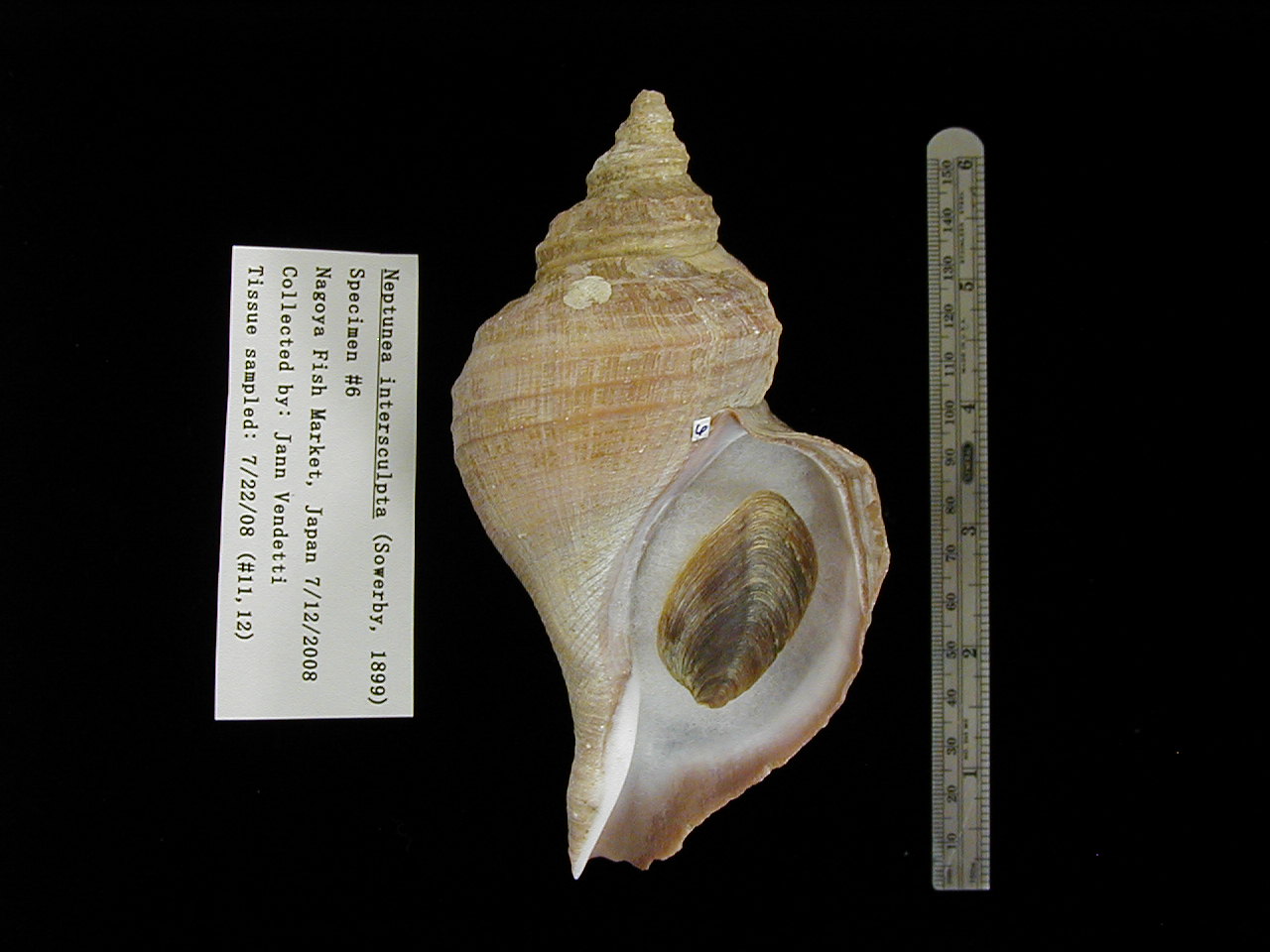 [image_specimen_6.JPG]