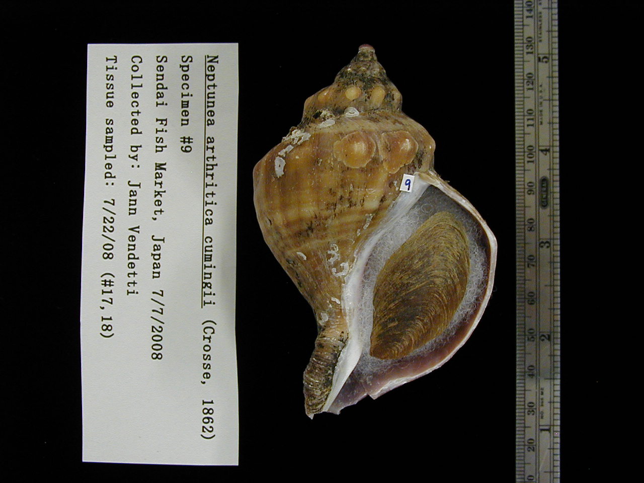 [image_specimen_9.JPG]