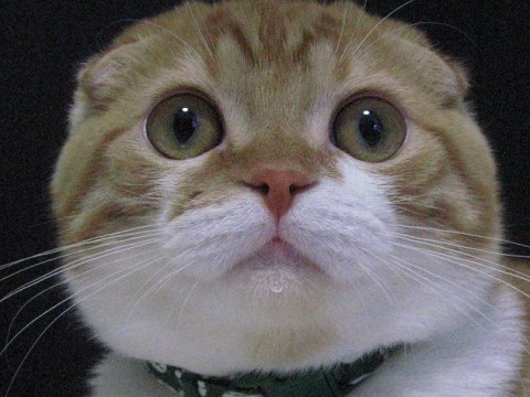 Cute Cats & Kittens - Freeware Guru ! - Free Utility Software Downloads