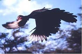 Pava Aliblanca VOLANDO