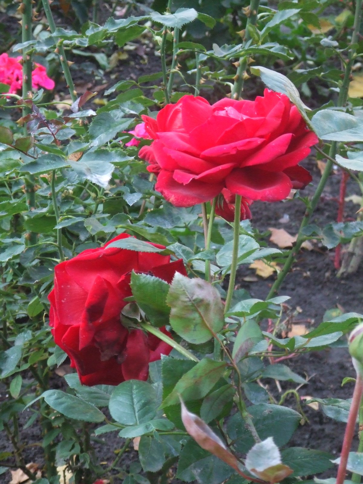 [roses+in+october.JPG]