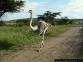 Ostrich (Goroyo)