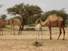 Somali Camels