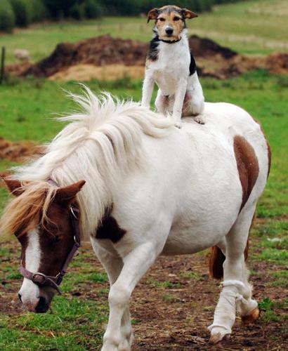 [dog_riding_horse.jpg]