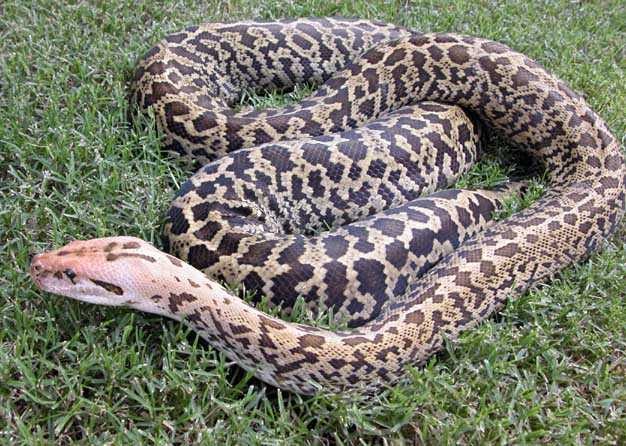 Animals world: python snakes