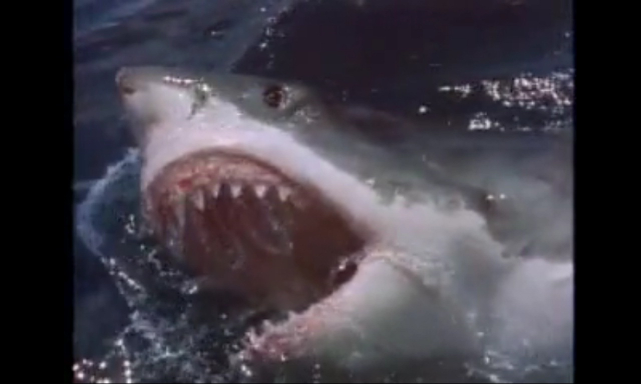 Нападение большого. Нападение большой белой акулы в Средиземном море.