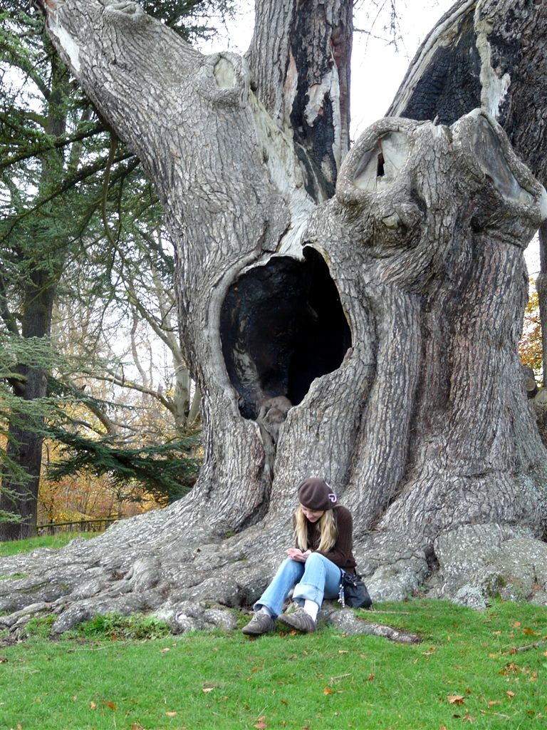 Snape Tree Scene Thompsons Cross The Pond: In search of the Harry Potter Tree at ...