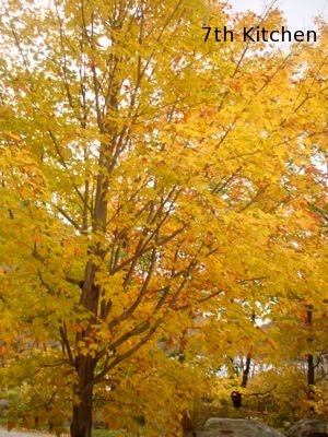 [fall+foliage+2.JPG]