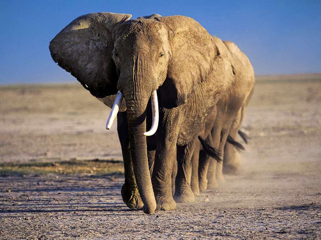 Elephants dos Elefantes