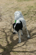 Buddy - Adopted - Colorado