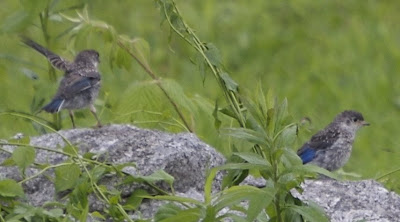 Flower Hill Farm: Bluebirds Fledging Blue Hosta Flowering