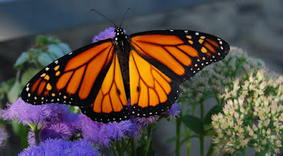 Flower Hill Farm: Blooming Friday Monarchs, Mimicry, Lacy Queens and ...