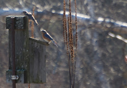 birds seasonal happenings shadows friendship