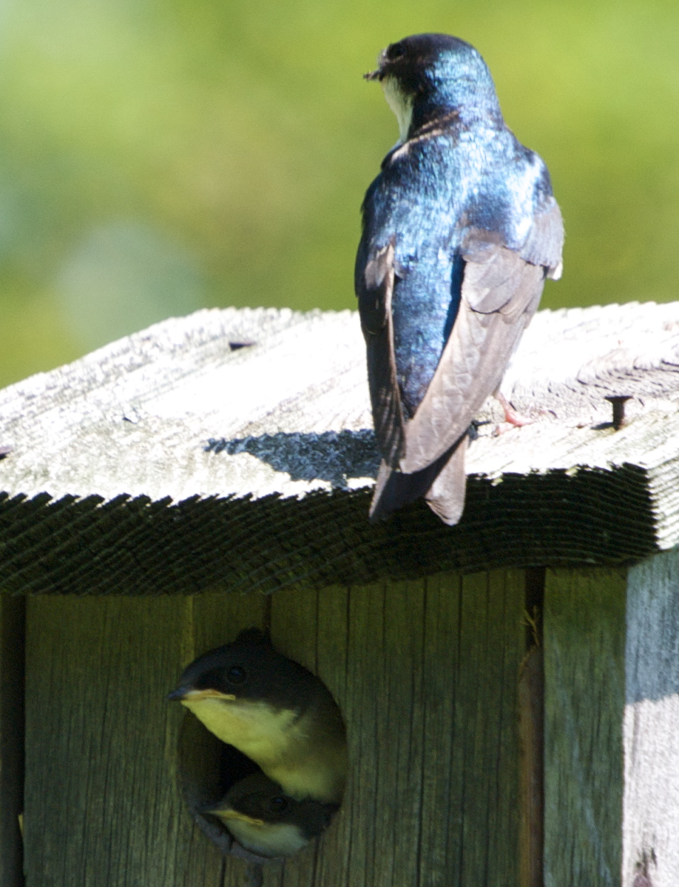 Flower Hill Farm Bird Review Part Vll Parenting Tree Swallows and